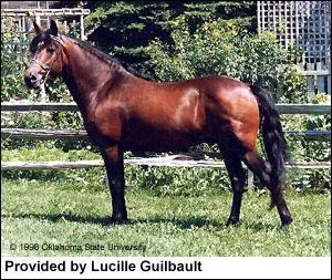 De quelle race est ce cheval ?