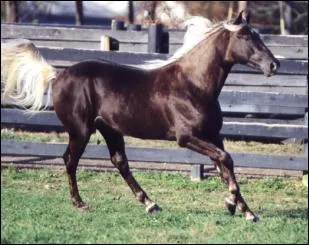 De quelle race est ce cheval ?