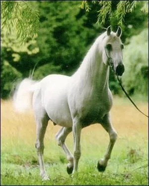 De quelle race est ce cheval ?