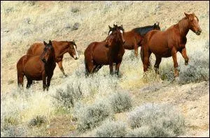 De quelle race est ce cheval ?