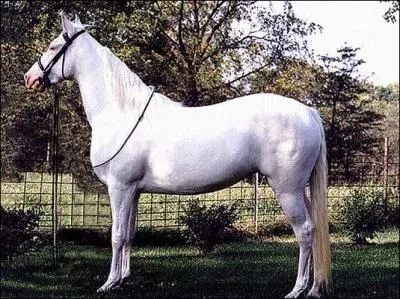 De quelle race est ce cheval ?