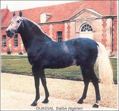 De quelle race est ce cheval ?