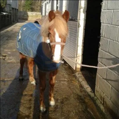 Le poney est-il une discipline équestre ?