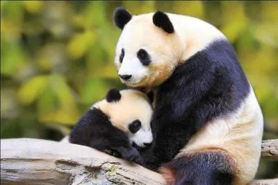 Une maman panda peut mettre au monde un ou deux petits, rarement trois, un seul des bébés survit, pourquoi ?