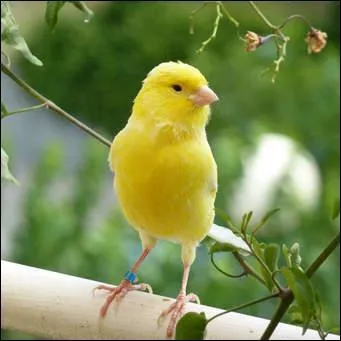 Où vit le canari ?