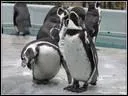 Où vivent les pingouins ?