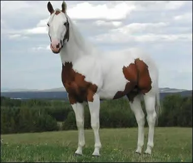 Quelle est la robe de ce cheval ?