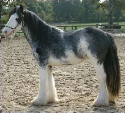 Quel nom donne-t-on à la robe de ce cheval ?