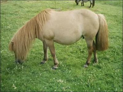 Quelle est la robe de ce cheval ?