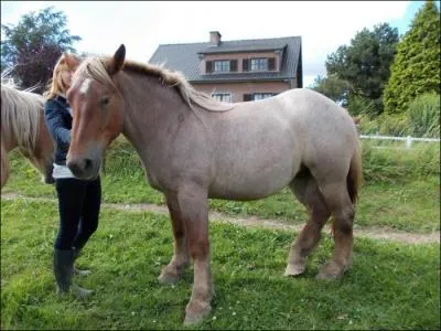 Quelle est la robe de ce cheval ?