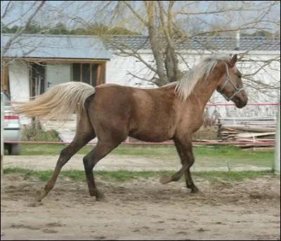 Comment appelle-t-on cette robe ?