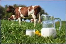 Quelle personne traite-t-on parfois de "vache à lait" ?