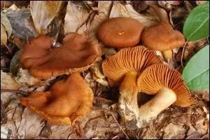 Quel est ce champignon mortel ?