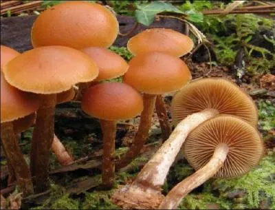 Que sont ces champignons mortels ?