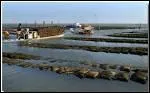 Le bassin de Marennes-Oléron est le lieu de production d'huîtres le plus important en France. C'est aussi le seul endroit où l'on pratique la culture en claires.