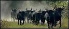 Le taureau est présent en Camargue depuis l'Antiquité. Il est élevé en semi-liberté : les gardians à cheval surveillent les troupeaux appelés "manades".
