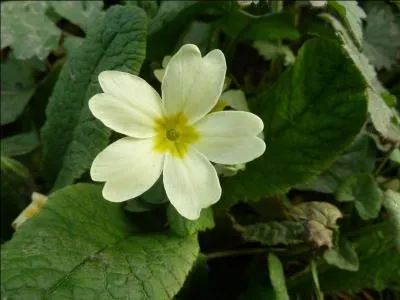 Quelle est cette fleur ?