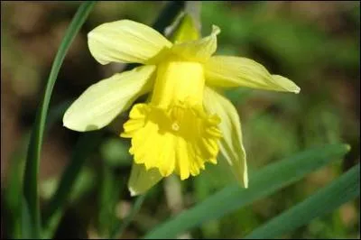 Comment appelle-t-on cette fleur en Angleterre ?