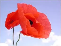 Comment se nomme cette fleur ?