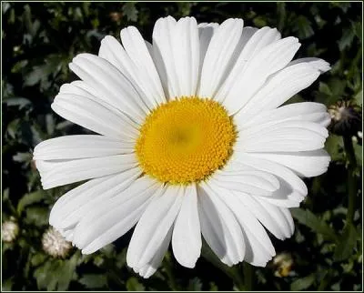 Quelle est cette fleur ?