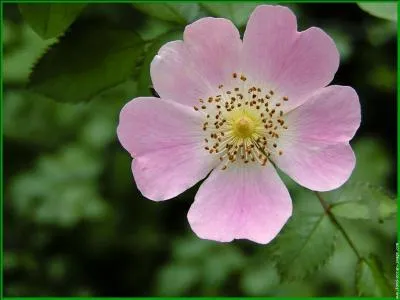 Quel est le nom de celle-ci ?