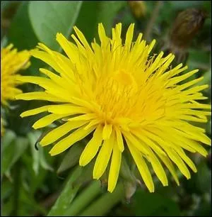 Quelle est cette fleur ?