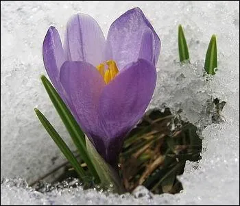 Quelle est cette fleur ?