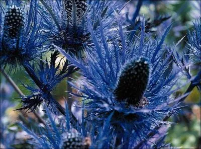 Quel est le nom de celle-ci ?