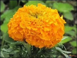 Quelle est cette fleur ?