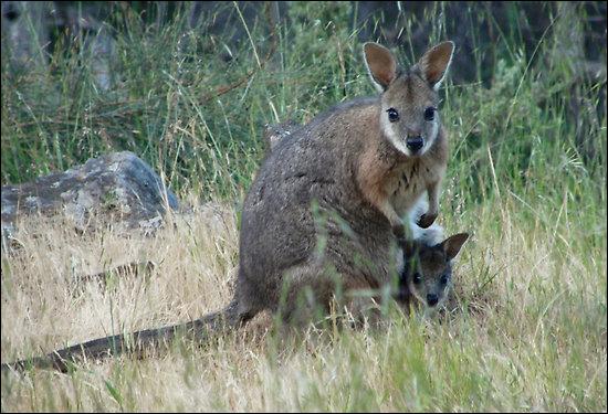 Qu'est-ce qui différencie le wallaby du kangourou ?
