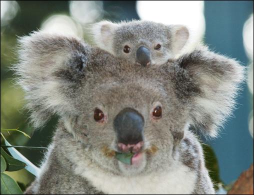 De quoi se nourrit le koala ?