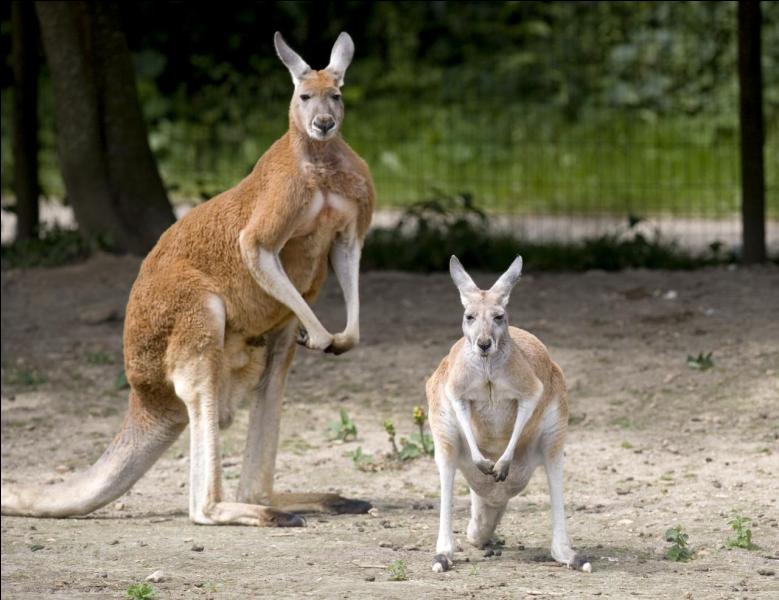 Combien pèse un bébé kangourou à la naissance ?