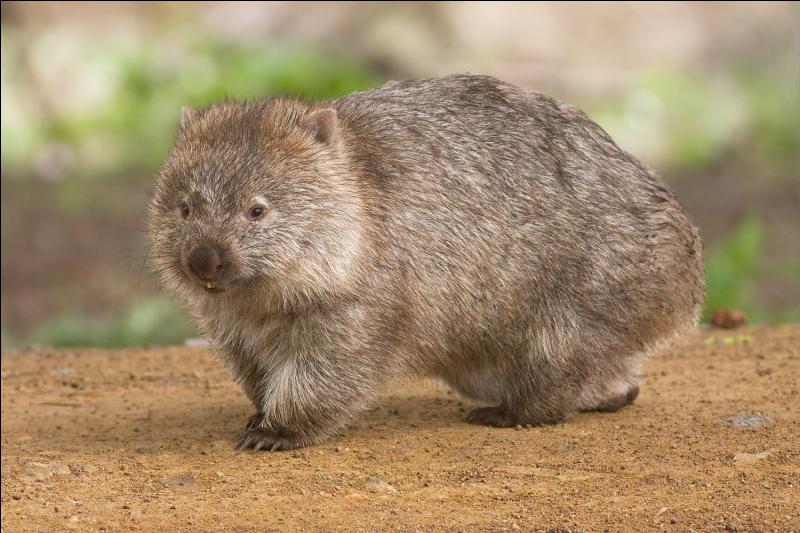 Quelle est la particularité du wombat qui ressemble à un ourson ?