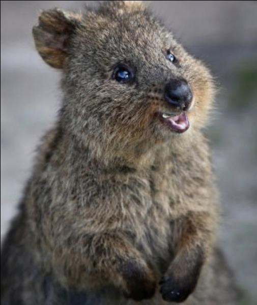 Comment se nomme ce marsupial qui vit en Australie occidentale ?