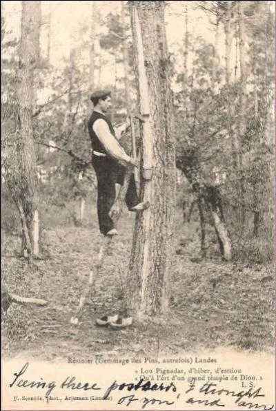 Voyez les plants de cannabis géants qui ont couvert jadis les Landes... Blague à part, ce métier a un rapport avec une résine. Comment le nomme-t-on ?