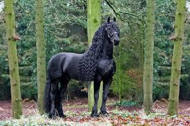 Quiz Frison