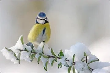 Quel est cet oiseau pris en photo en hiver ?