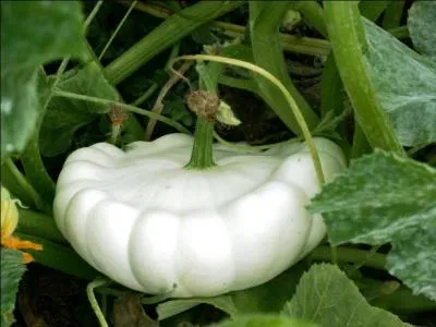 Quel est ce curieux légume d'hiver ?