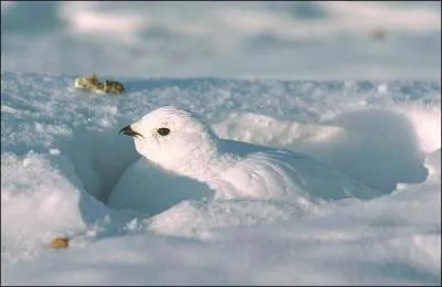 Quel est le nom de cet oiseau qui est gris et qui prend un plumage blanc en hiver ?
