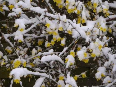 On agrandit l'image pour voir que sont ces fleurs que l'on peut admirer sous la neige ;