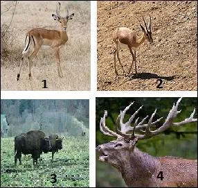 Quel animal est l'intrus ?