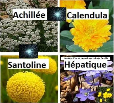Quelle fleur est l'intruse ? Indice : pensez à l'espèce dont font partie 3 d'entre elles.