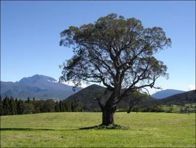 La Plaine des Cafres est un plateau d'altitude qui s'étend au pied d'un volcan réputé pour être l'un des plus actifs de la planète. Dans quel département d'outre-mer se trouve-t-elle ?
