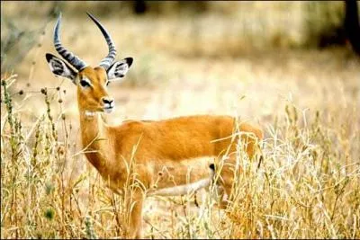 Quel est le nom de la déesse égyptienne, protectrice des sources du Nil ? Son animal sacré est la gazelle.