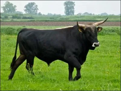 Quel est l'ancêtre du bétail autochtone ?