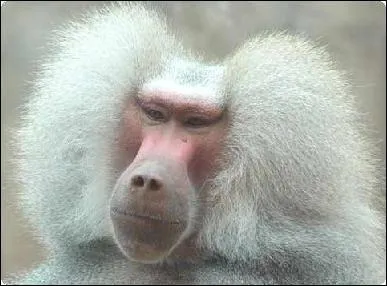 Quel est ce groupe de singes armés gardant les tombes royales ?