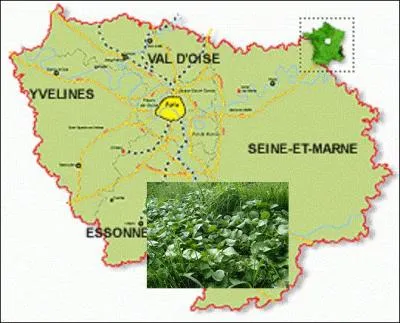 Botanique et géographie.
D'où vient ce légume de saveur piquante servant à réaliser un délicieux velouté ?