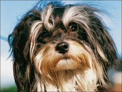 Il fait aussi partie de la ferme :