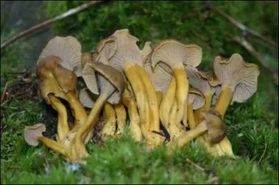 Que sont ces champignons ?