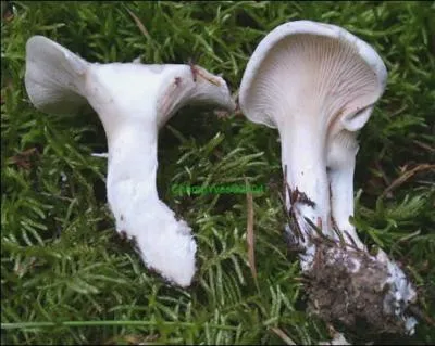 Ce champignon est blanc, on le reconnaît à sa forte odeur de farine :
